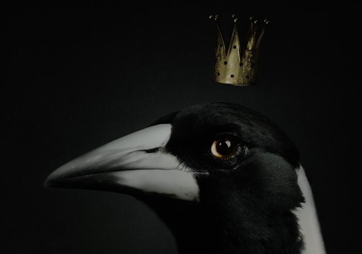 LA PIE – Image 2