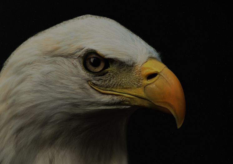 L'AIGLE – Image 2